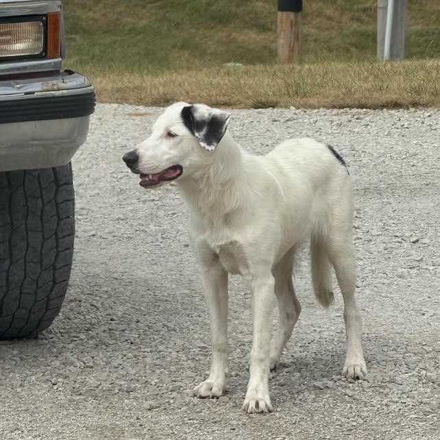 Gracie, a Adopted mixed breed in Creston, IA image 3/3