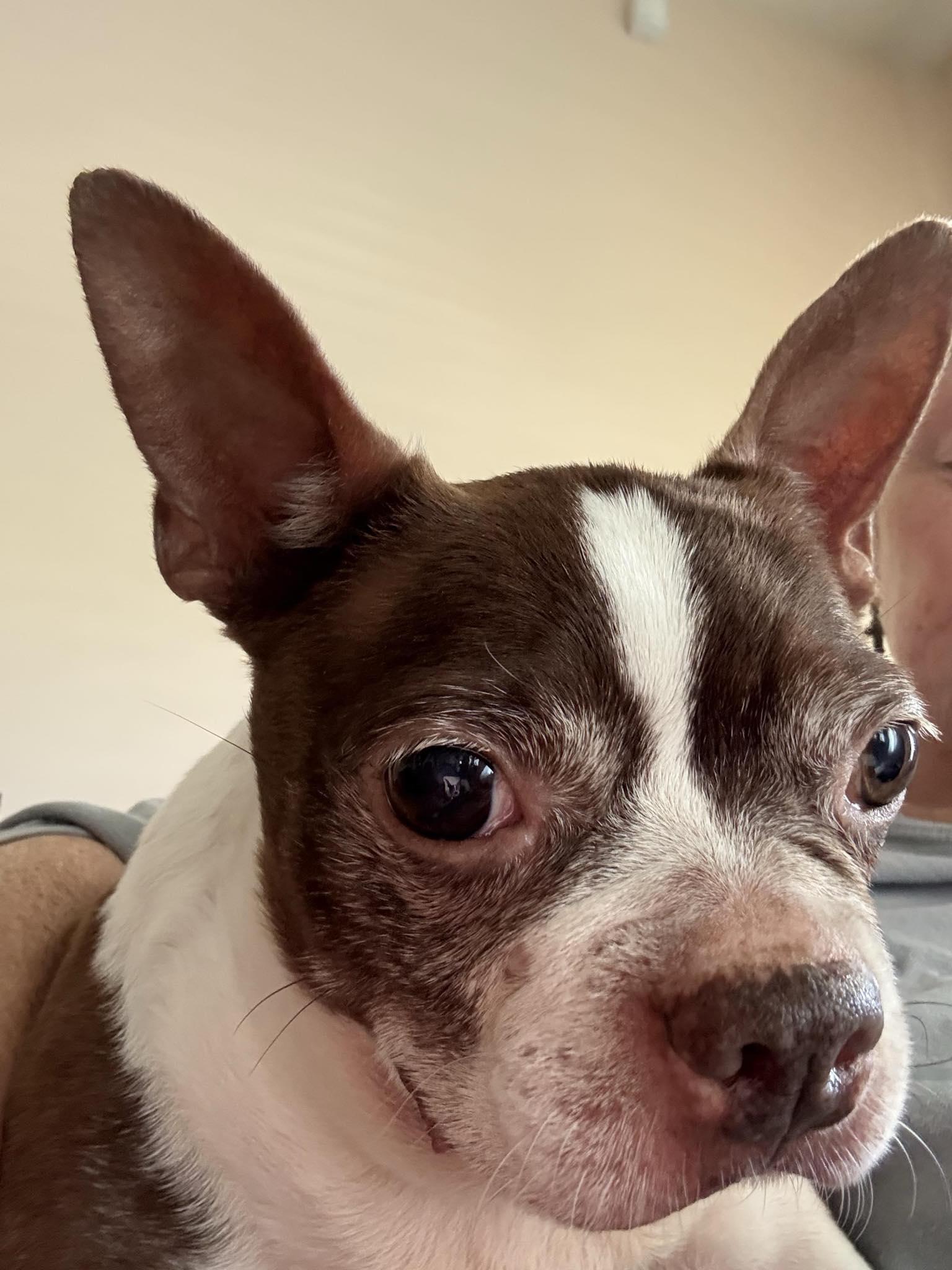 Mango (LaurenFostered in TN), Adult Female unknown