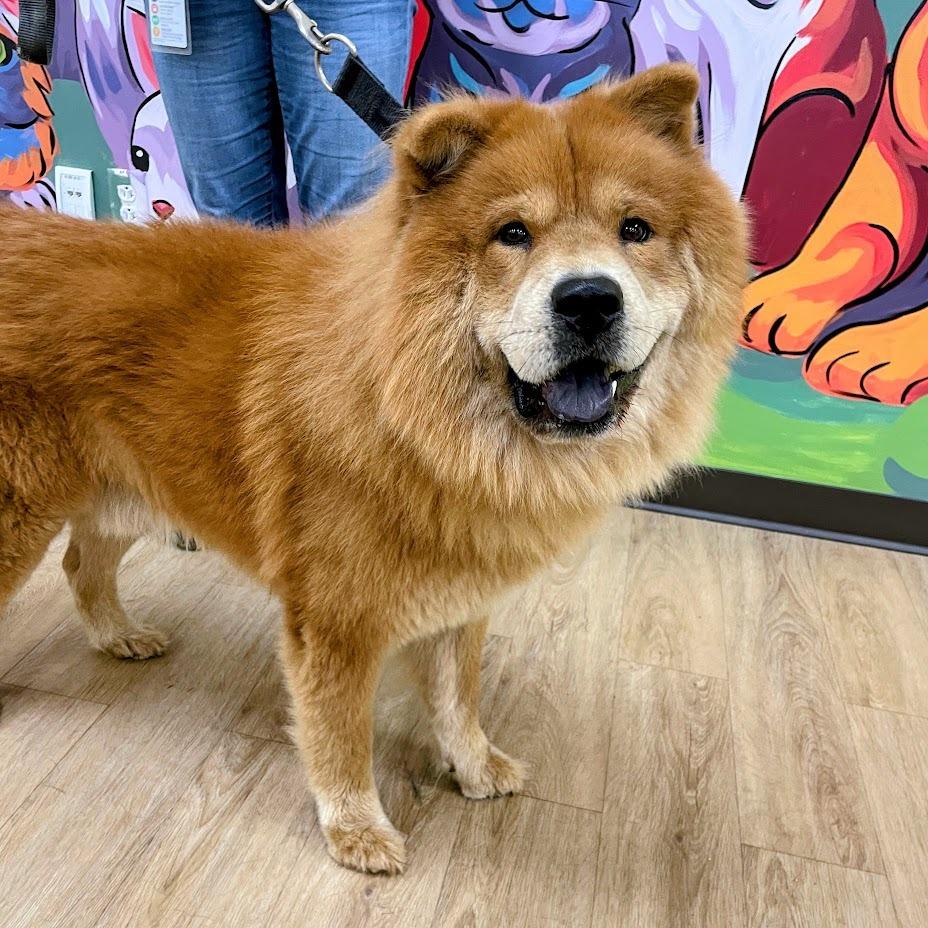 Enlarge "Fluffy", a Adoptable Chow Chow in Verona, VA image 1/4