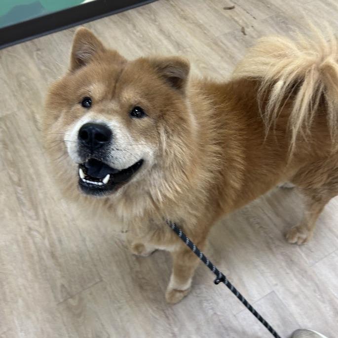Enlarge "Fluffy", a Adoptable Chow Chow in Verona, VA image 2/4
