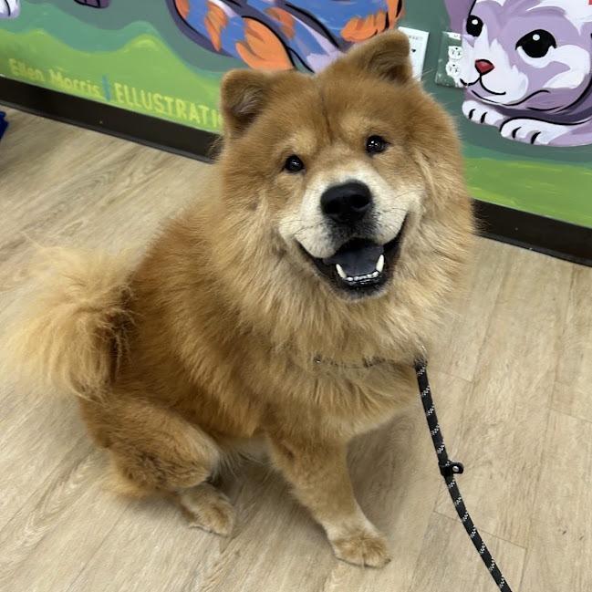 Enlarge "Fluffy", a Adoptable Chow Chow in Verona, VA image 3/4