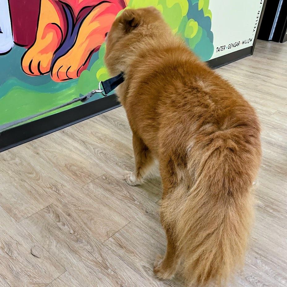 Enlarge "Fluffy", a Adoptable Chow Chow in Verona, VA image 4/4