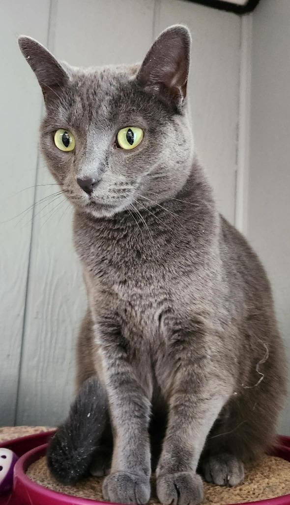 Queso, Adoptable, Young Female Domestic Short Hair.