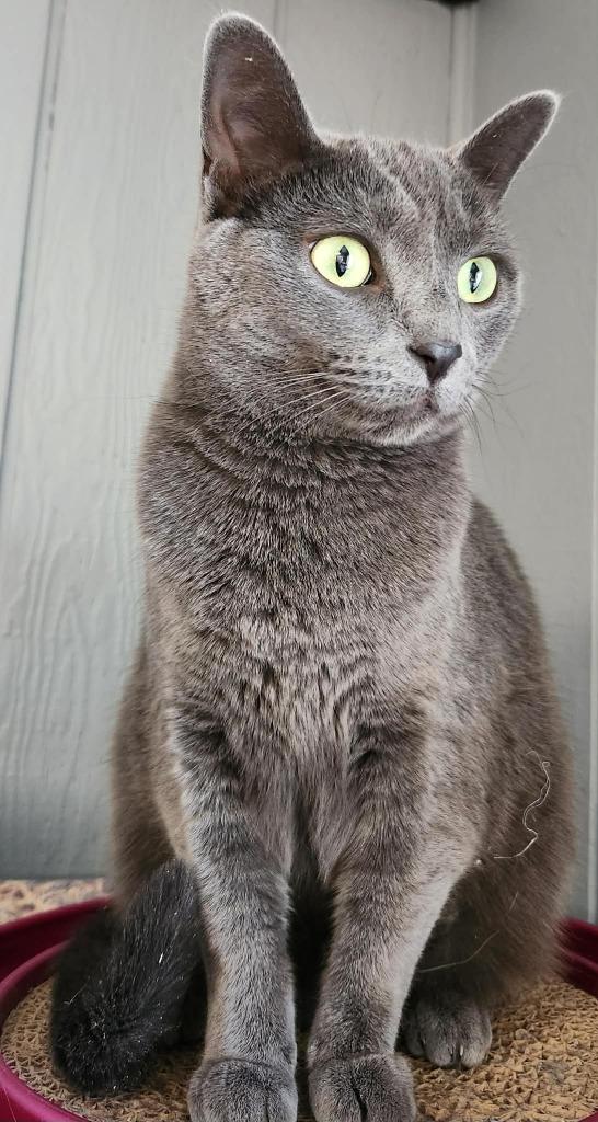 Enlarge Queso, a Adoptable mixed breed in Warren, MI image 2/2