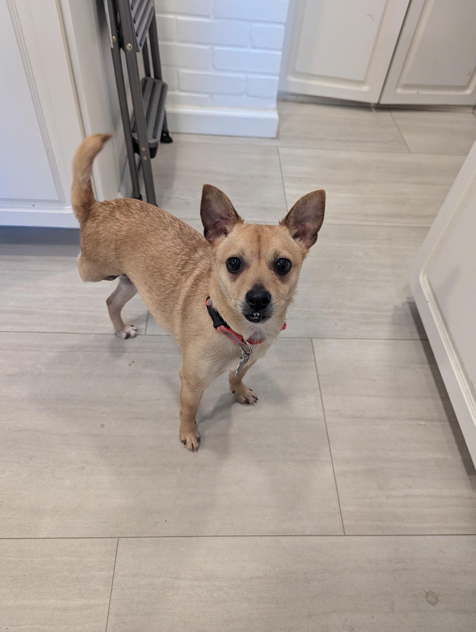 Lyonel, Adoptable, Young Male Chihuahua.