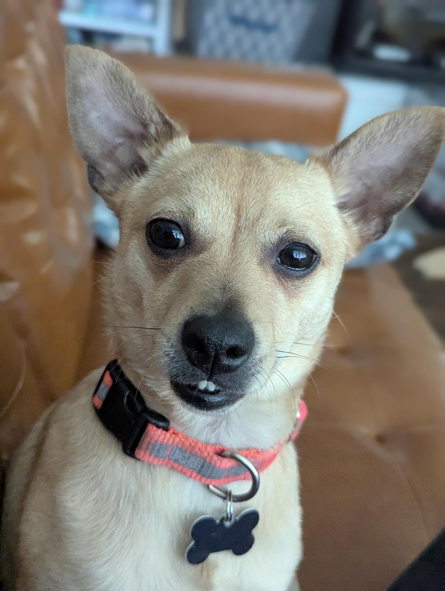 Enlarge Lyonel, a Adoptable mixed breed in Covington, WA image 2/5