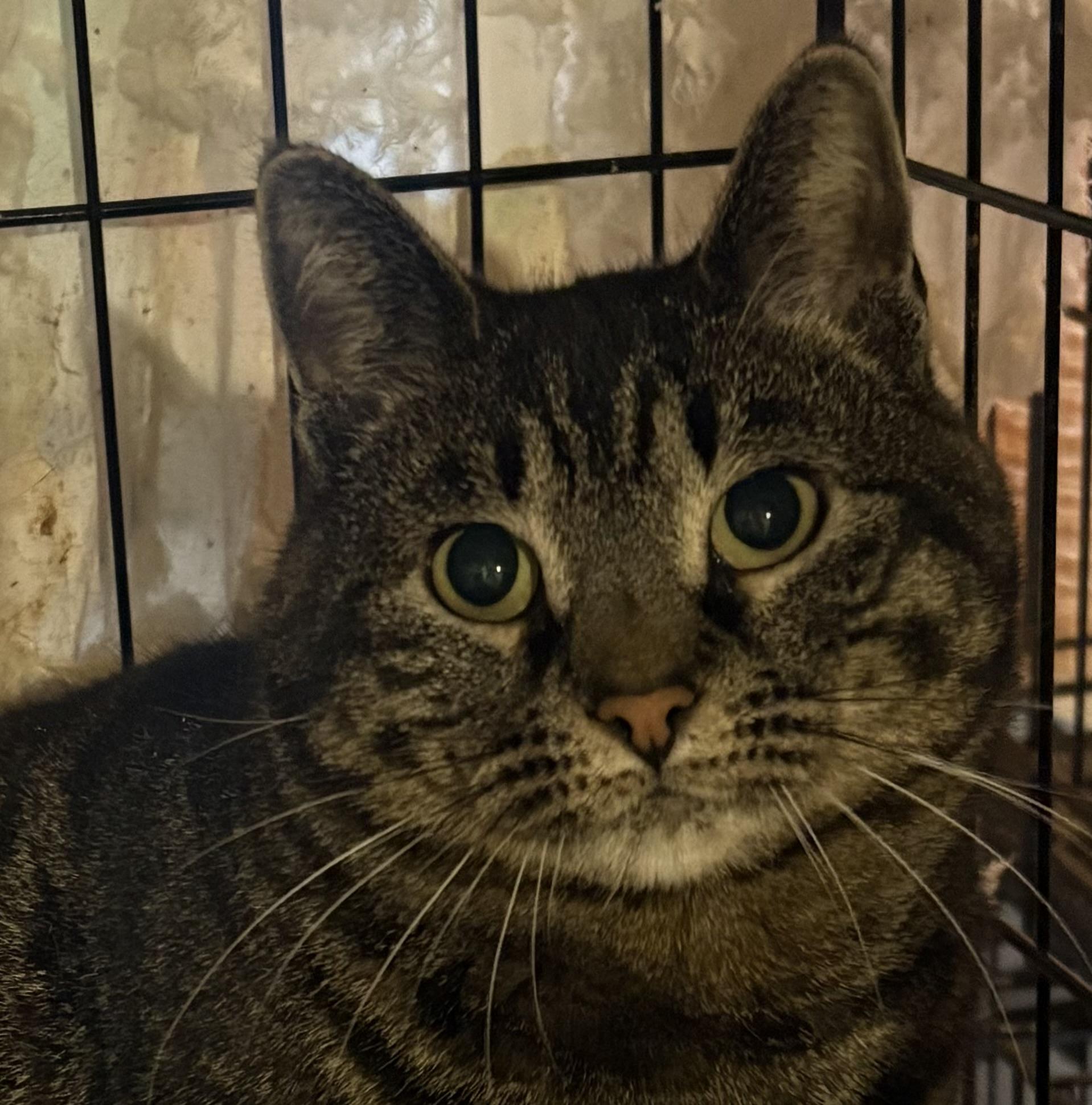 Darcy, ADOPTABLE, Adult Female Domestic Short Hair.