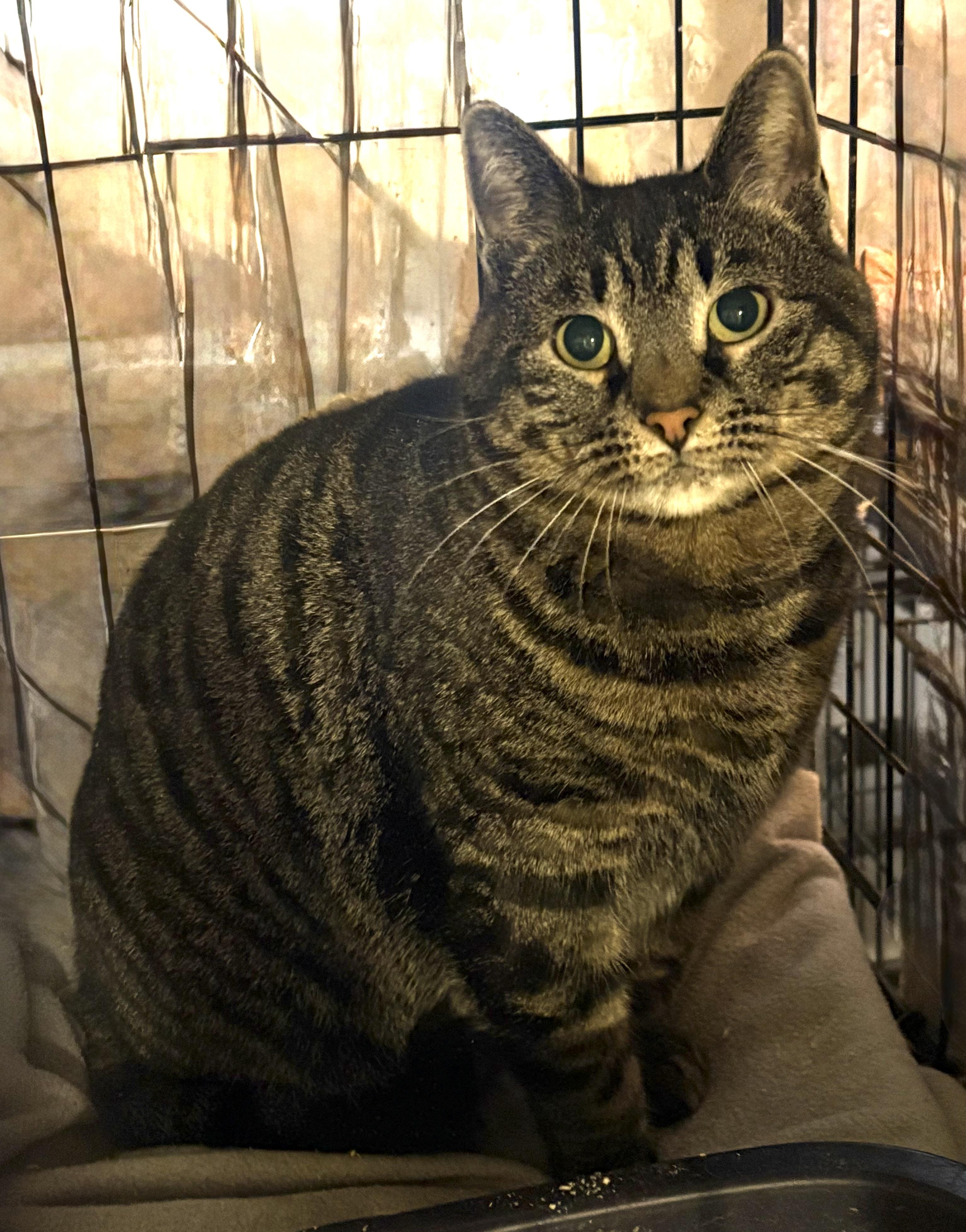 Darcy, a ADOPTABLE Domestic Short Hair in Fredericton, NB image 2/2