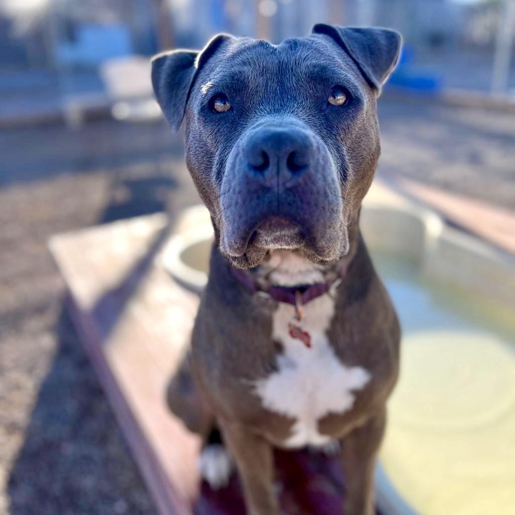 Kiwi, a Adoptable American Staffordshire Terrier in Las Vegas, NV image 1/6