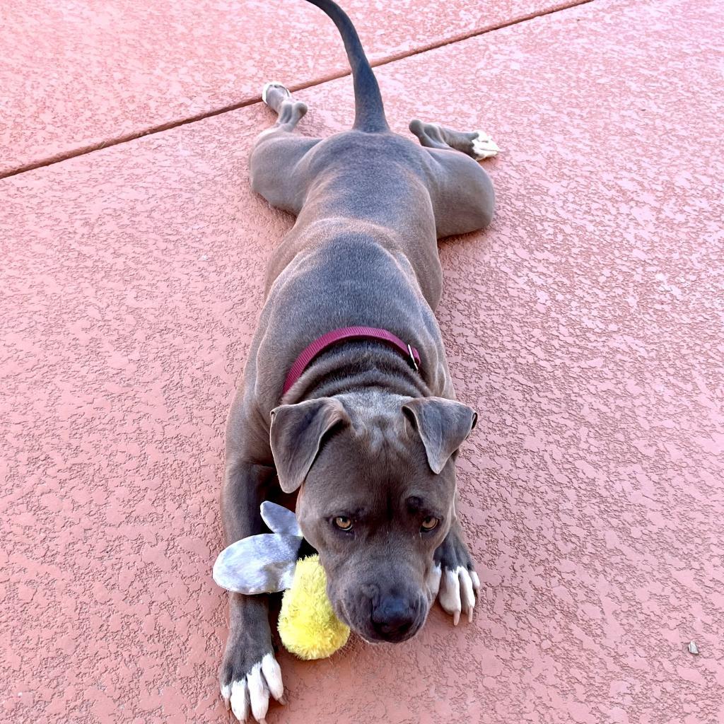 Enlarge Kiwi, a Adoptable American Staffordshire Terrier in Las Vegas, NV image 2/6