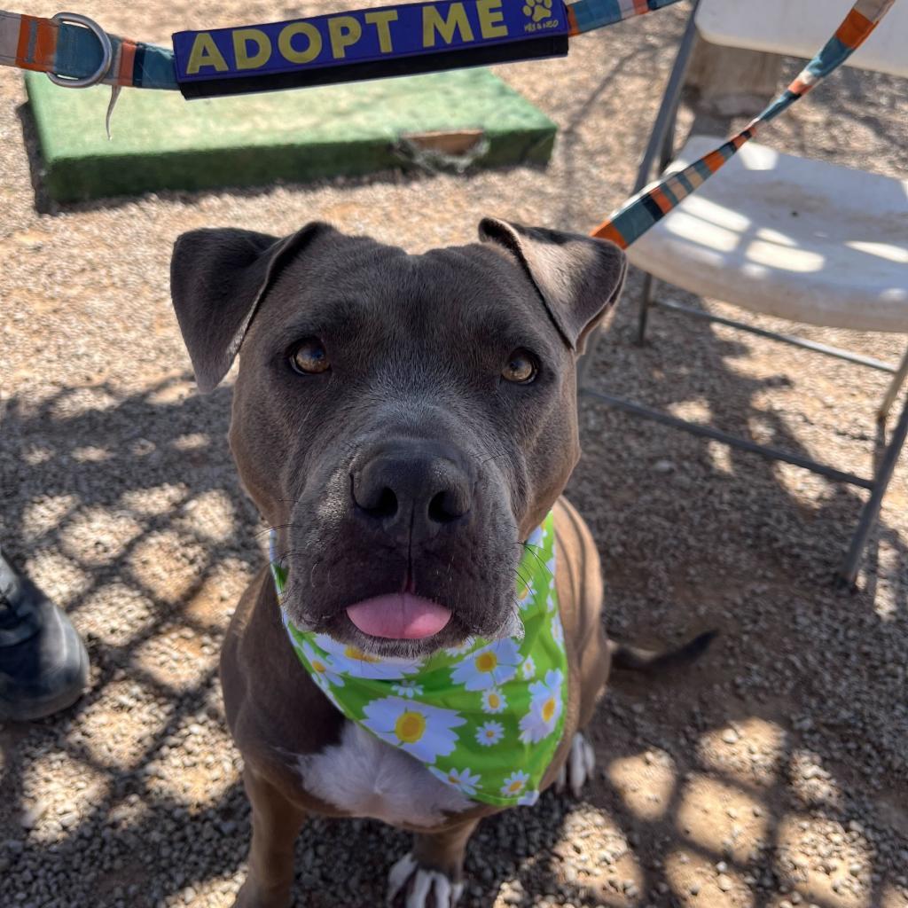 Kiwi, a Adoptable American Staffordshire Terrier in Las Vegas, NV image 2/6