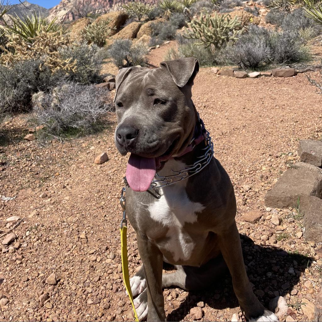 Kiwi, a Adoptable American Staffordshire Terrier in Las Vegas, NV image 2/6
