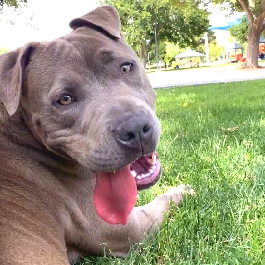 Kiwi, a Adoptable American Staffordshire Terrier in Las Vegas, NV image 3/6