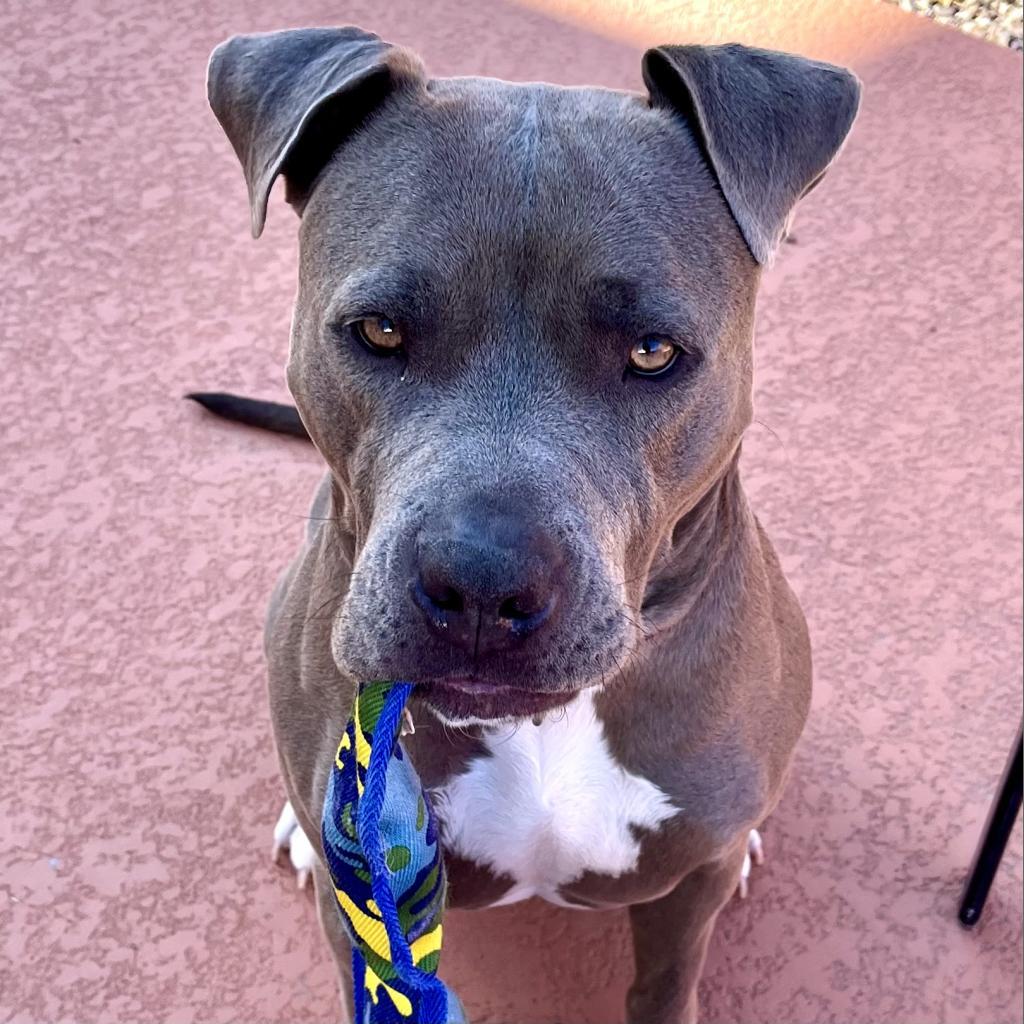 Kiwi, a Adoptable American Staffordshire Terrier in Las Vegas, NV image 4/6