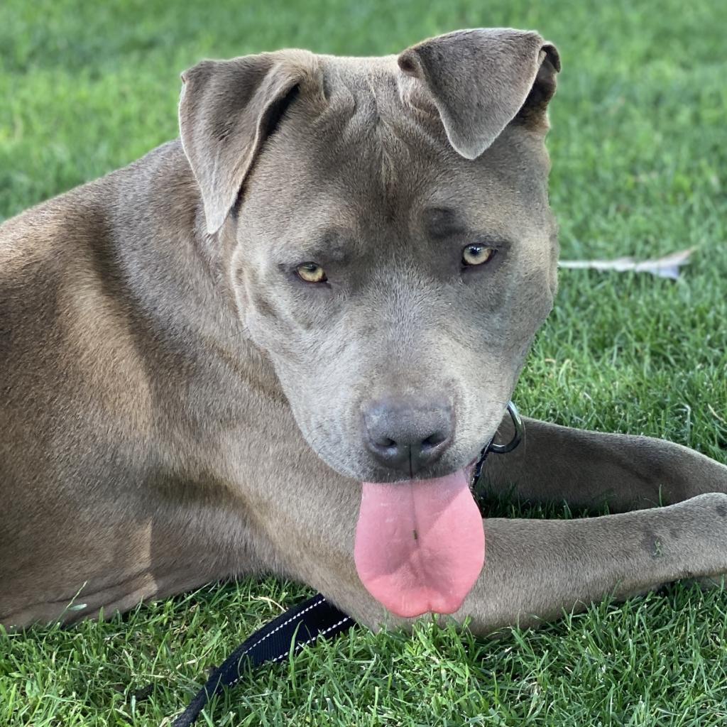 Kiwi, a Adoptable American Staffordshire Terrier in Las Vegas, NV image 5/6