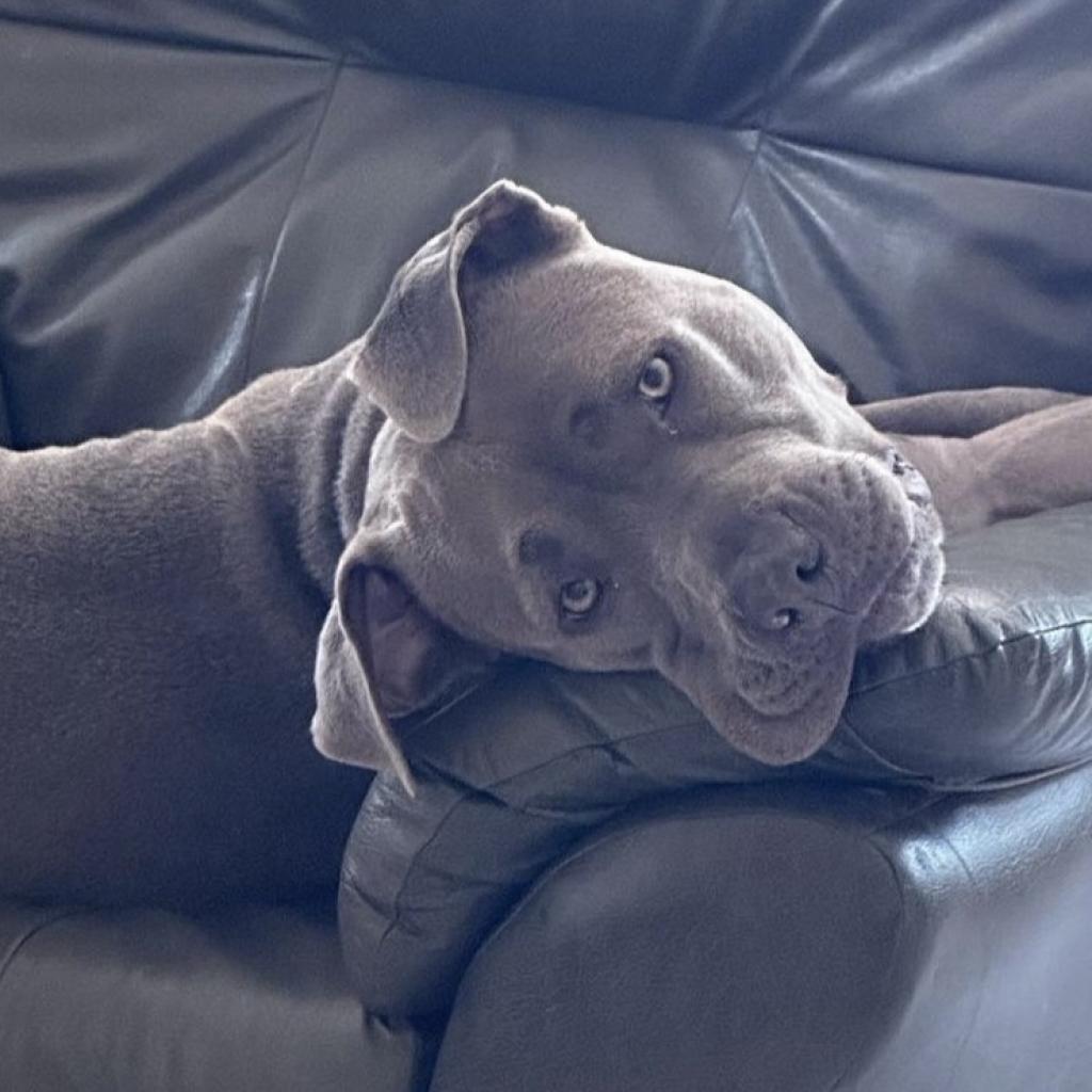 Kiwi, a Adoptable American Staffordshire Terrier in Las Vegas, NV image 5/6