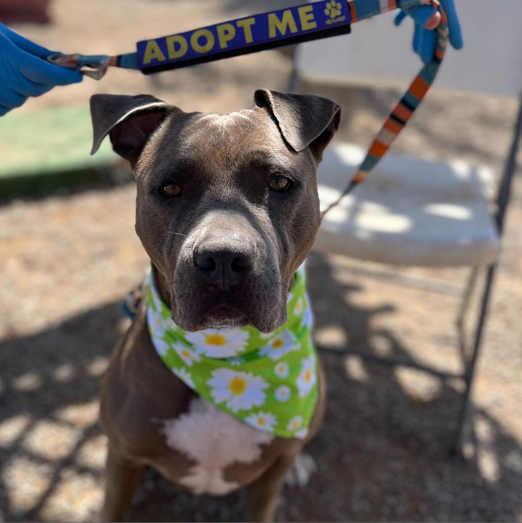 Kiwi, a Adoptable American Staffordshire Terrier in Las Vegas, NV image 6/6