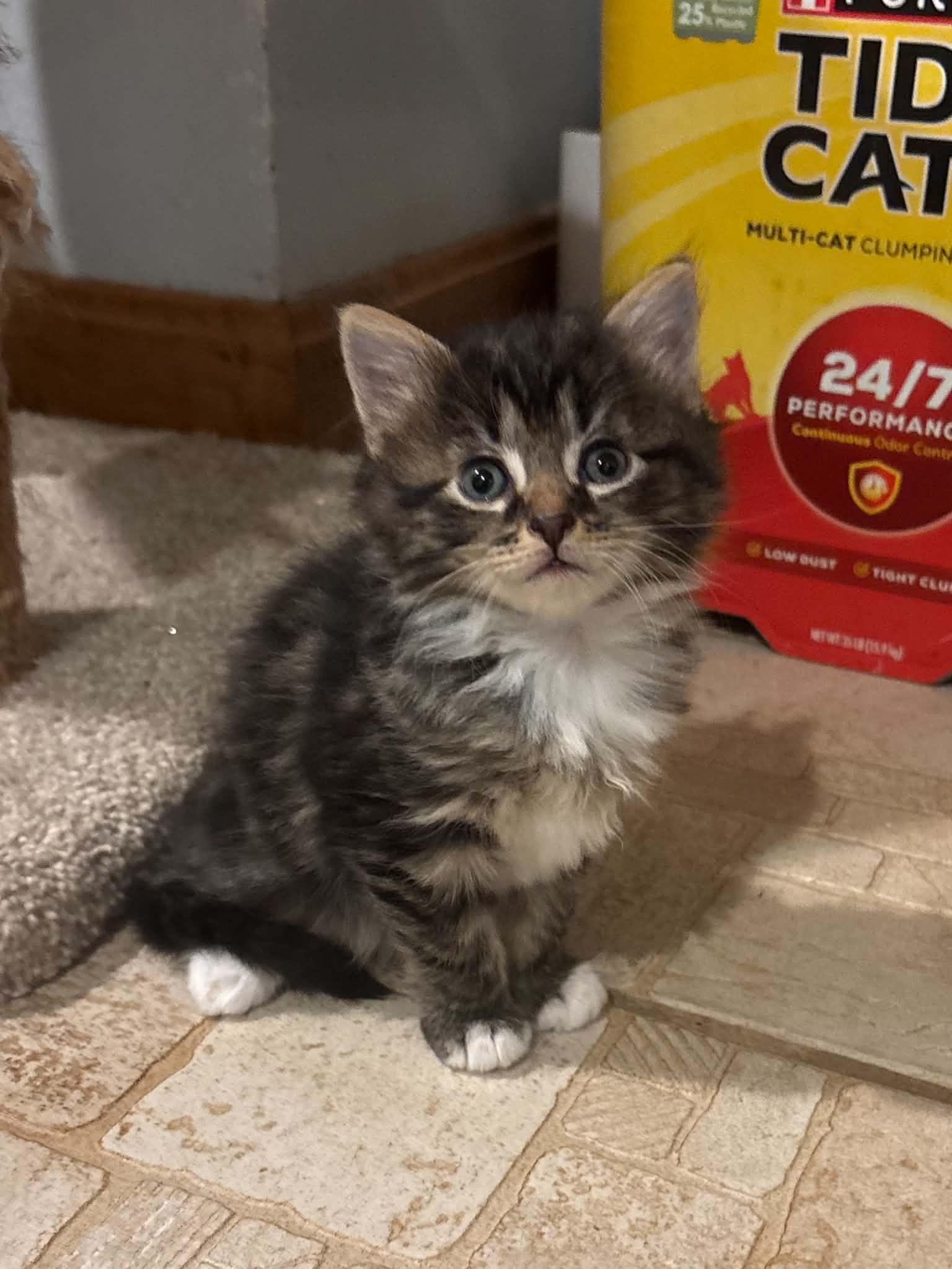 Rainy, Adoptable, Kitten Female Domestic Medium Hair.