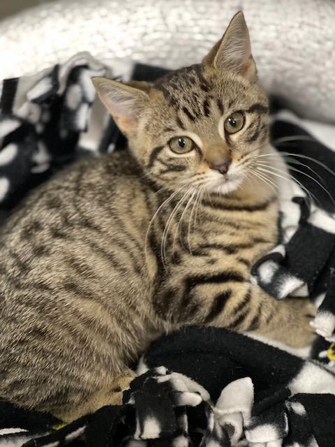 Benita, Adoptable, Kitten Female Domestic Short Hair.