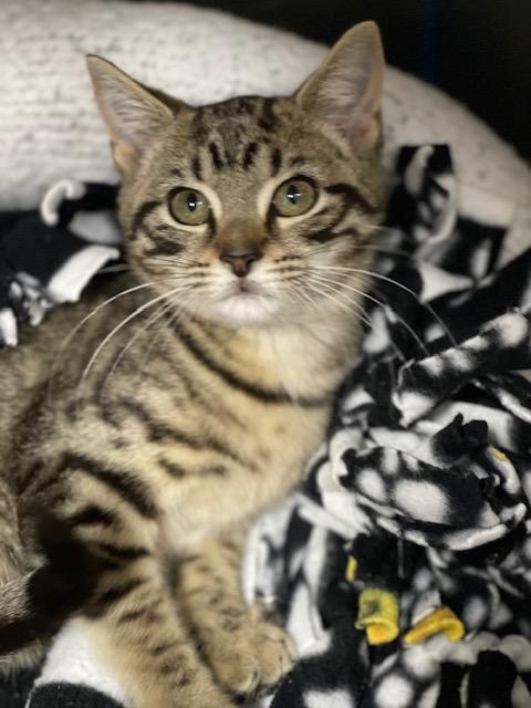 Enlarge Benita, a Adoptable Domestic Short Hair in Salem, OH image 2/2