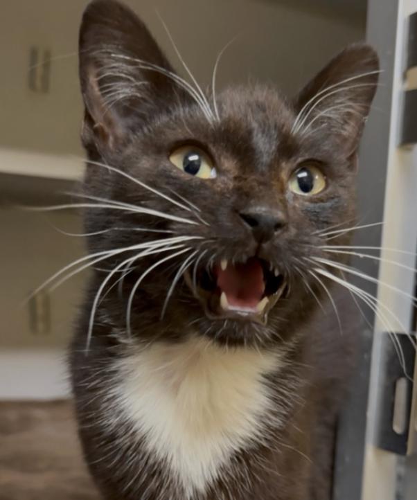 Enlarge Hazel, a Adoptable Domestic Short Hair in Osseo, MI image 1/2