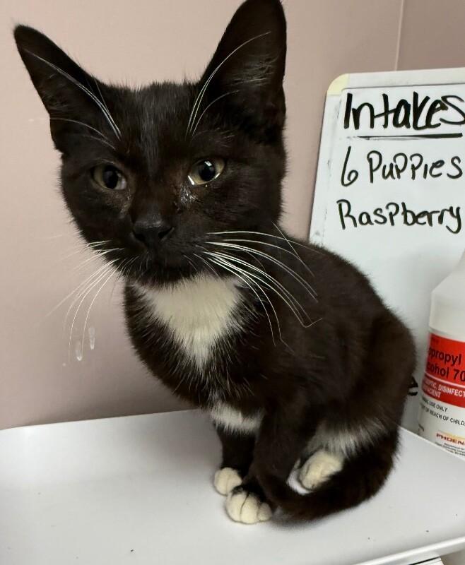 Enlarge Hazel, a Adoptable Domestic Short Hair in Osseo, MI image 2/2