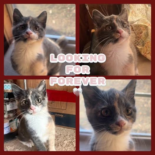 Honey Boo Boo, Adopted, Young Female Dilute Calico.