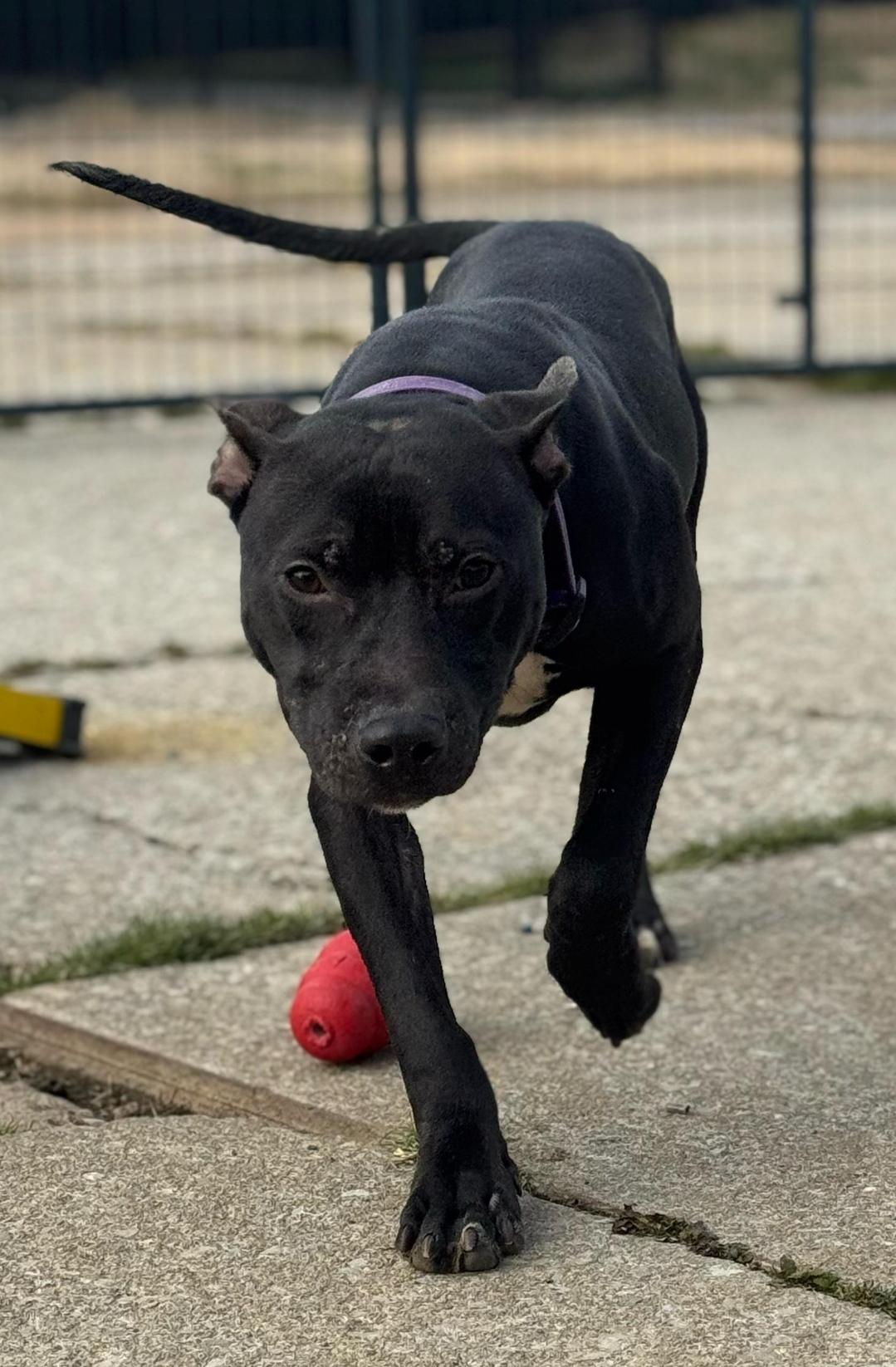 Boston, ADOPTABLE, Young Male Mixed Breed.