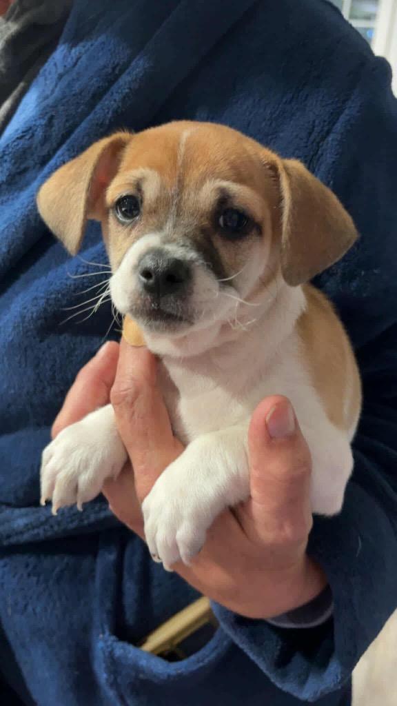 Enlarge Ben, a Adoptable mixed breed in Bellevue, WA image 1/1