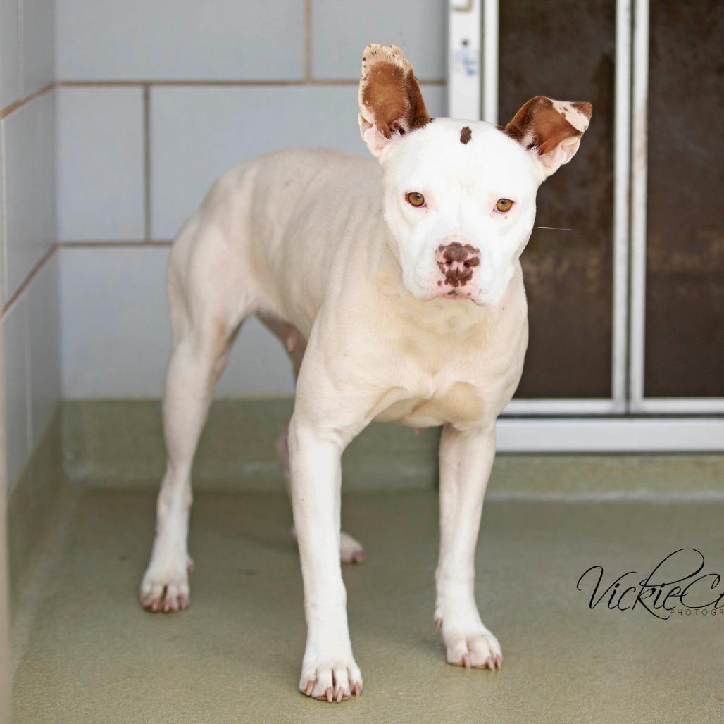 Enlarge Tiny, a Adoptable Pit Bull Terrier in Abilene, TX image 1/5