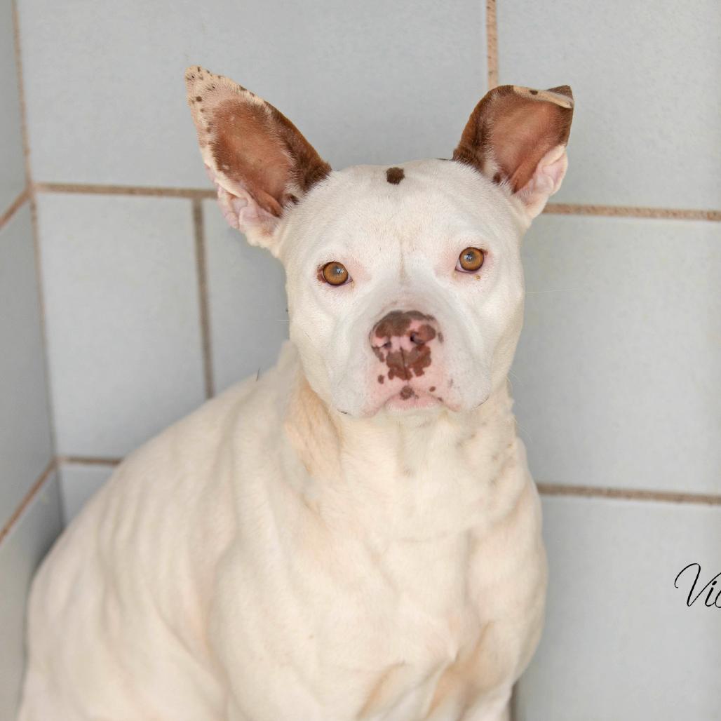 Enlarge Tiny, a Adoptable Pit Bull Terrier in Abilene, TX image 4/5