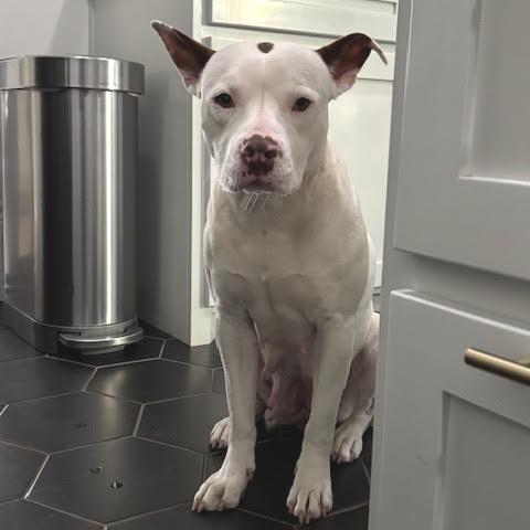 Enlarge Tiny, a Adoptable Pit Bull Terrier in Abilene, TX image 5/5