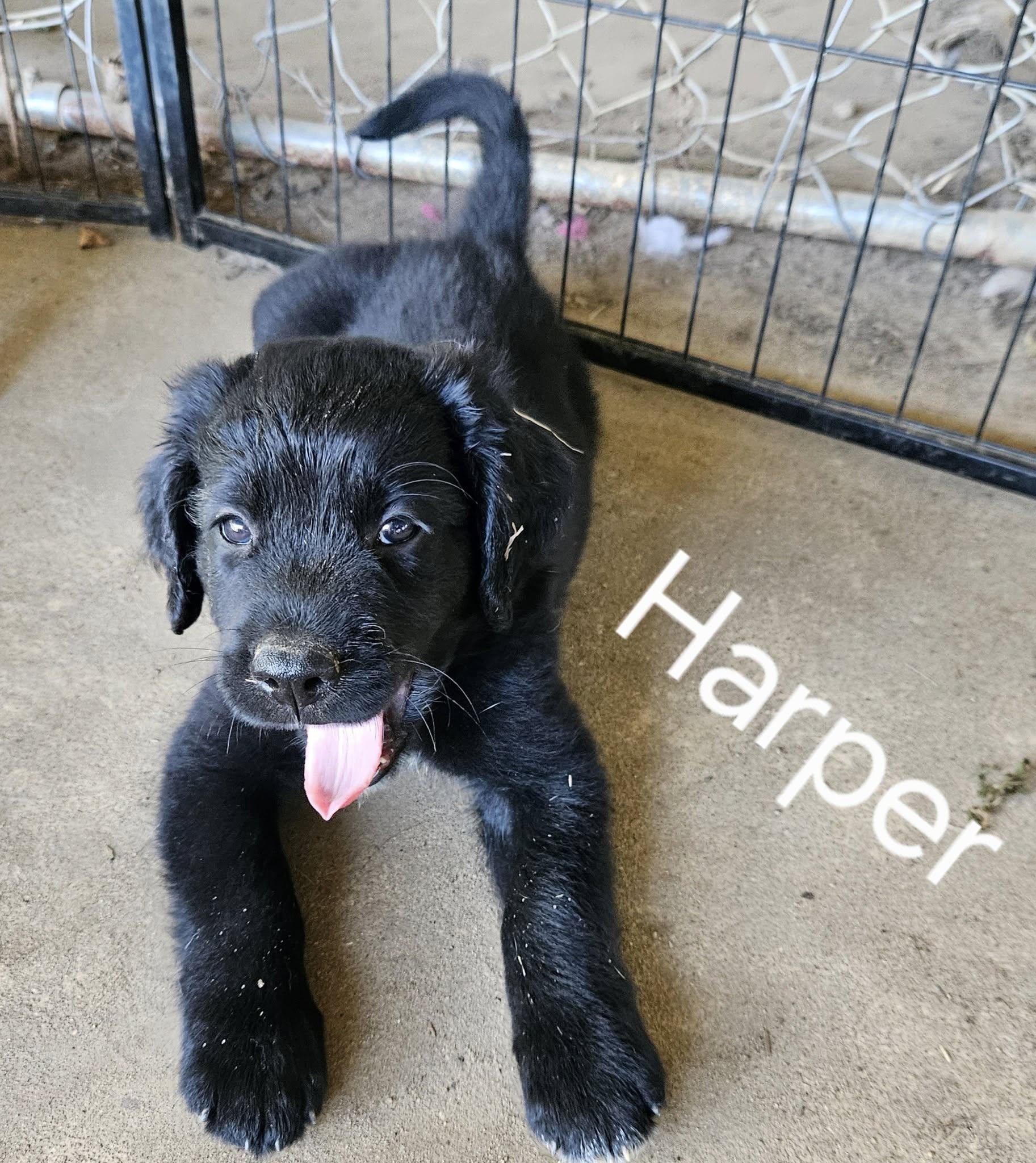 Harper