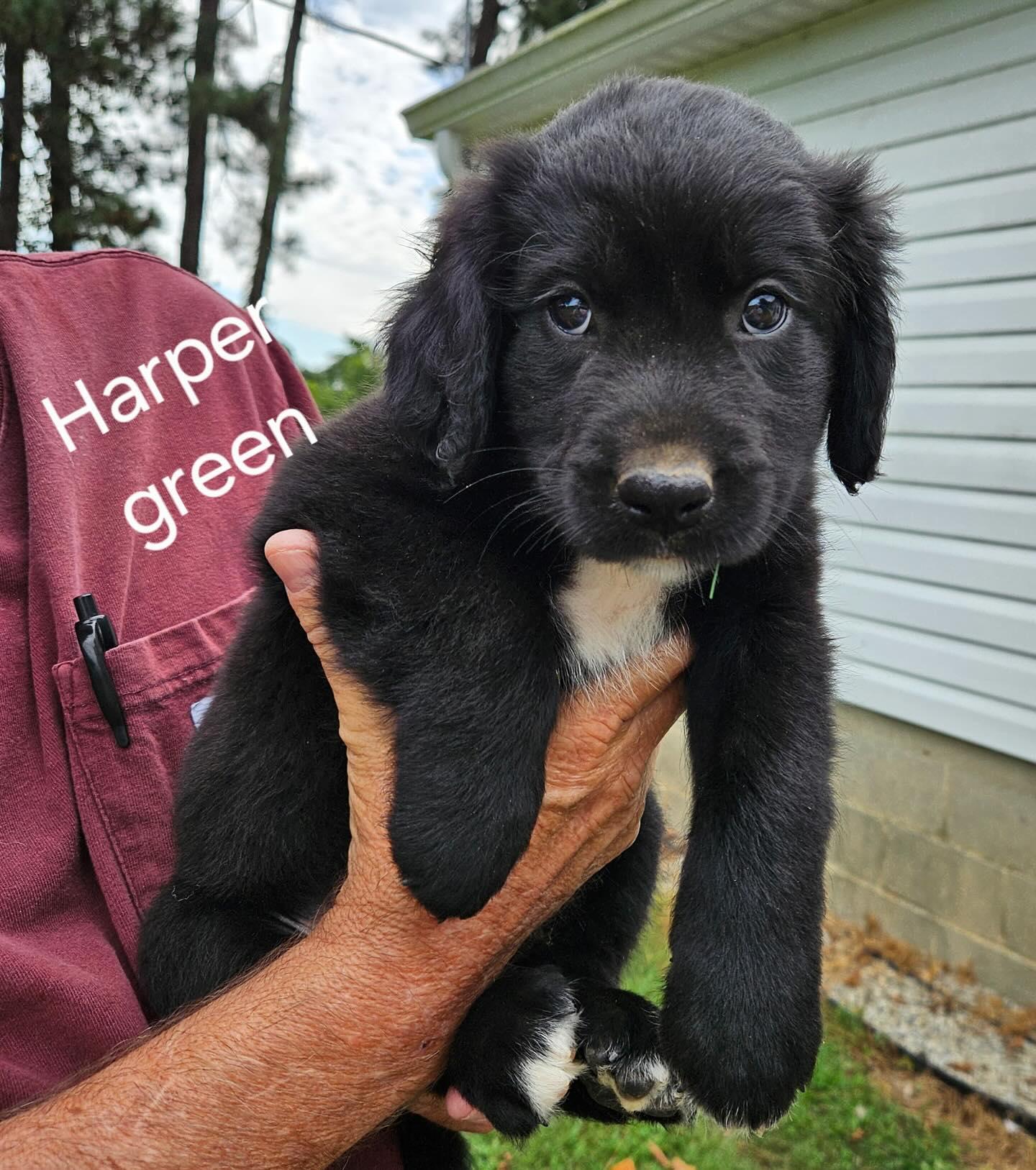 Harper