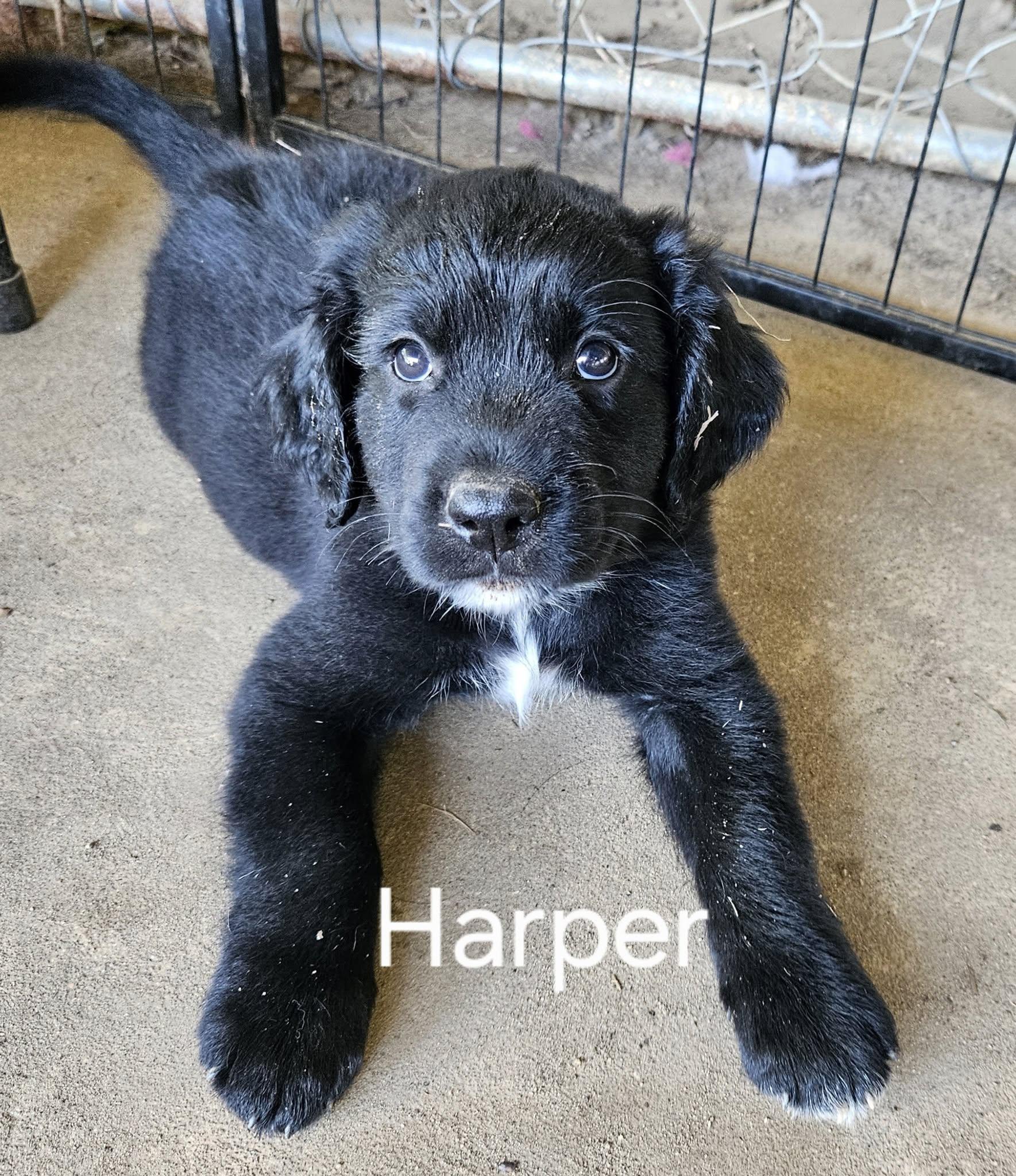 Harper