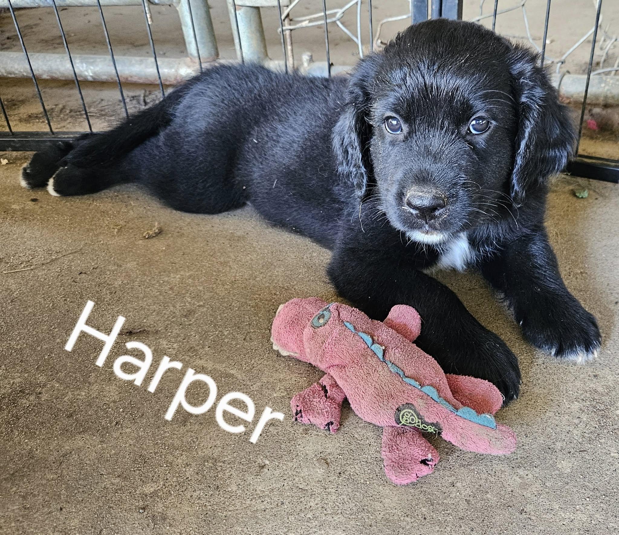 Harper