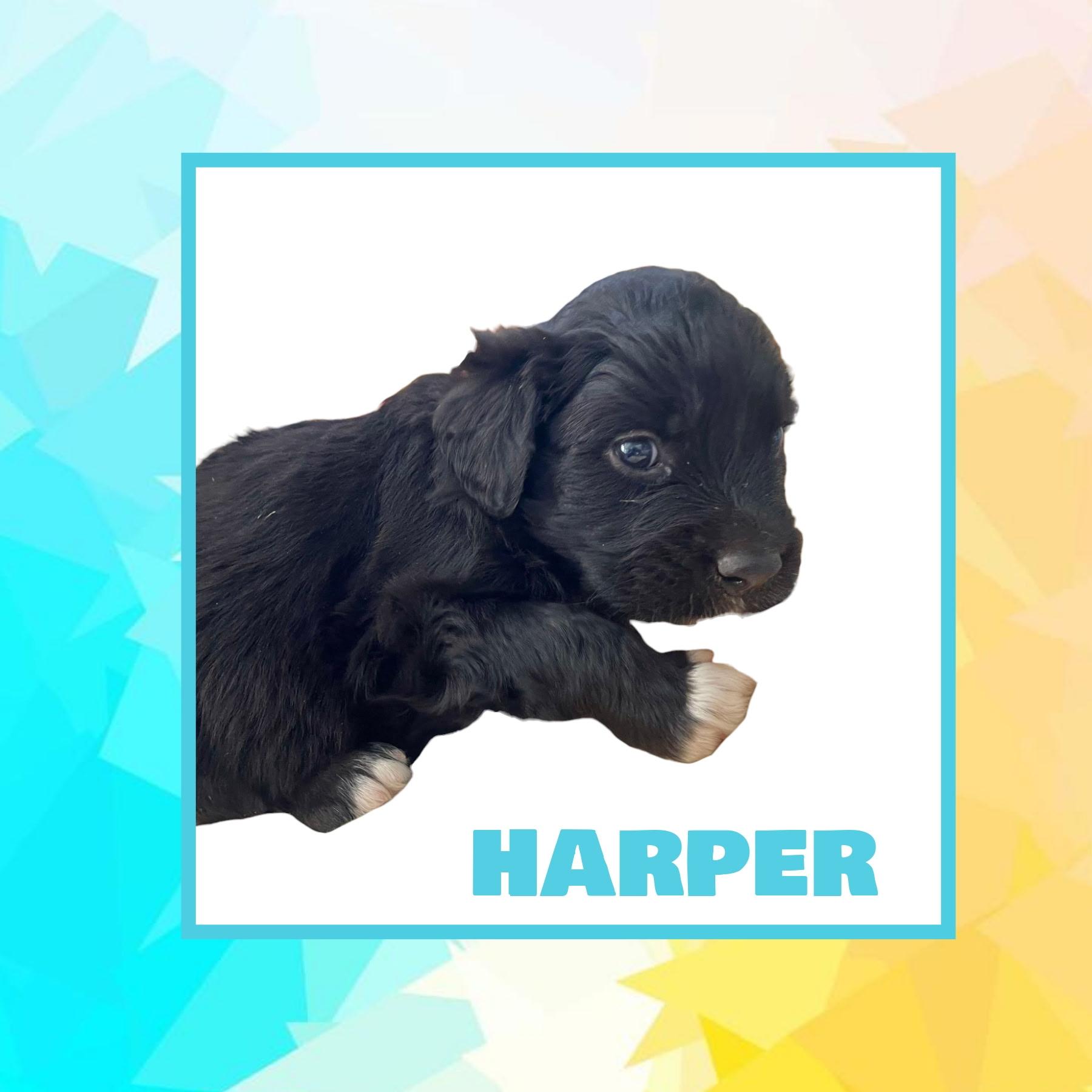 Harper