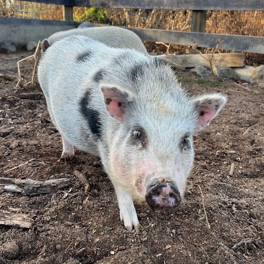 Enlarge Charlotte, a Adoptable Pot Bellied in Norwalk, CT image 1/3