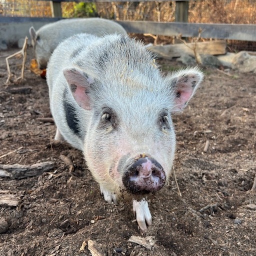 Enlarge Charlotte, a Adoptable Pot Bellied in Norwalk, CT image 3/3