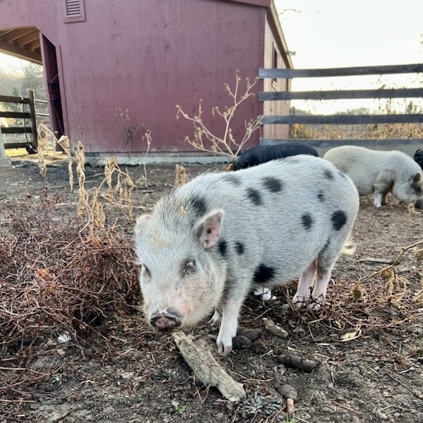Enlarge Charlotte, a Adoptable Pot Bellied in Norwalk, CT image 2/3