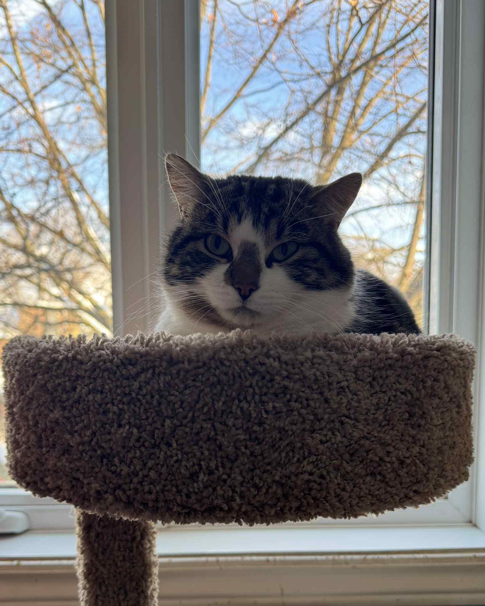 Enlarge Theodore, a ADOPTABLE Tabby in Orleans, ON image 5/5