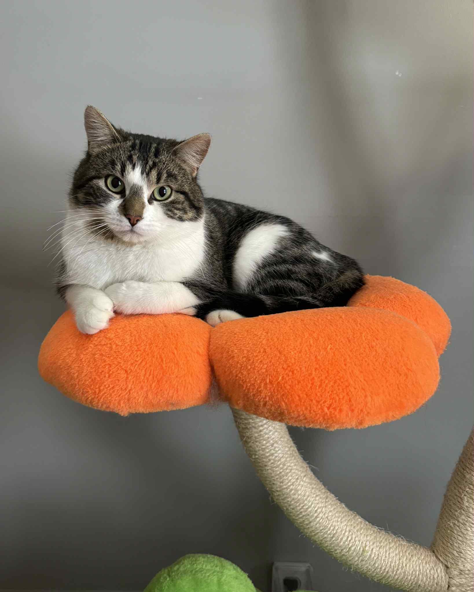 Enlarge Theodore, a ADOPTABLE Tabby in Orleans, ON image 4/5