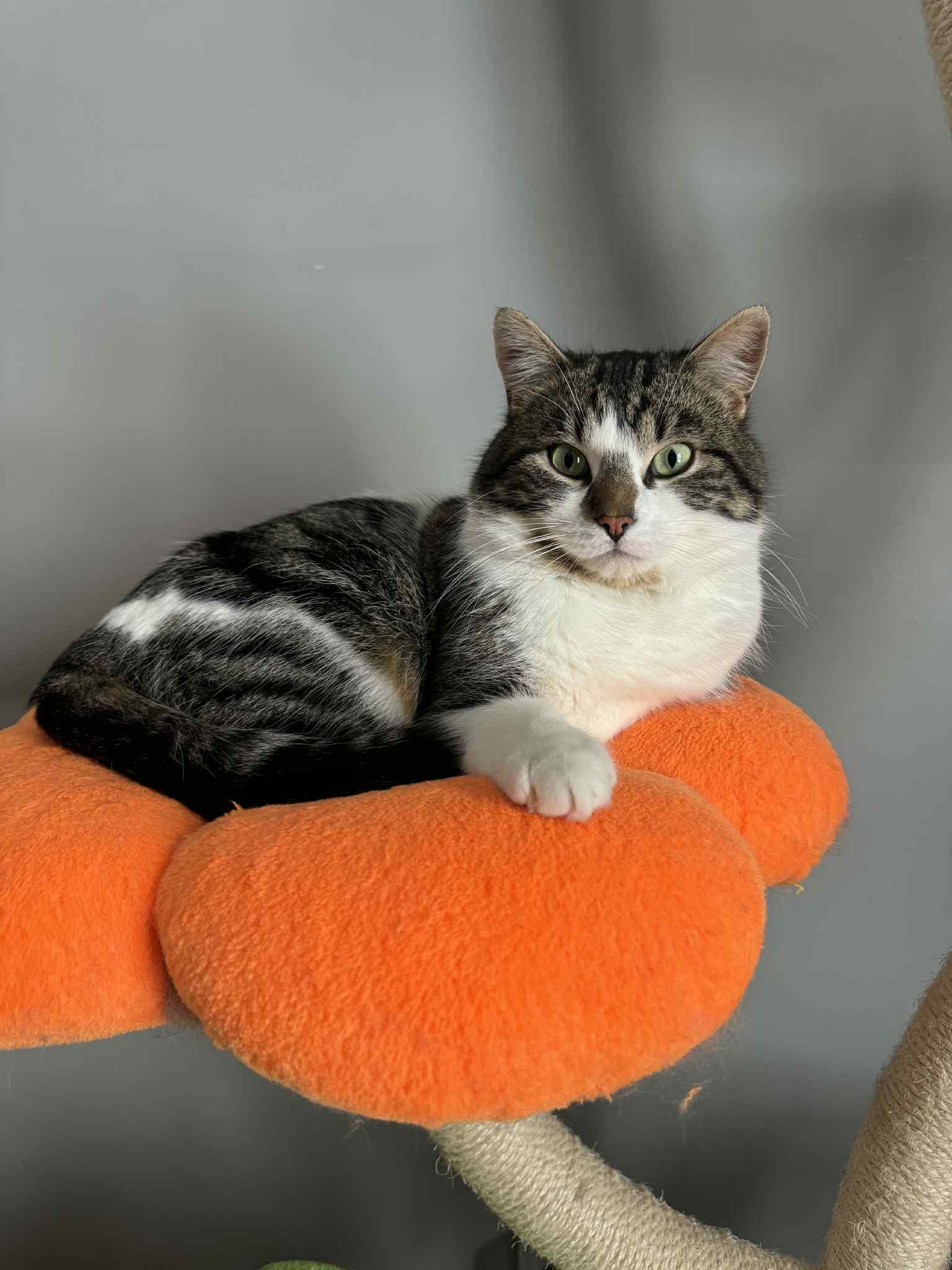 Enlarge Theodore, a ADOPTABLE Tabby in Orleans, ON image 3/5