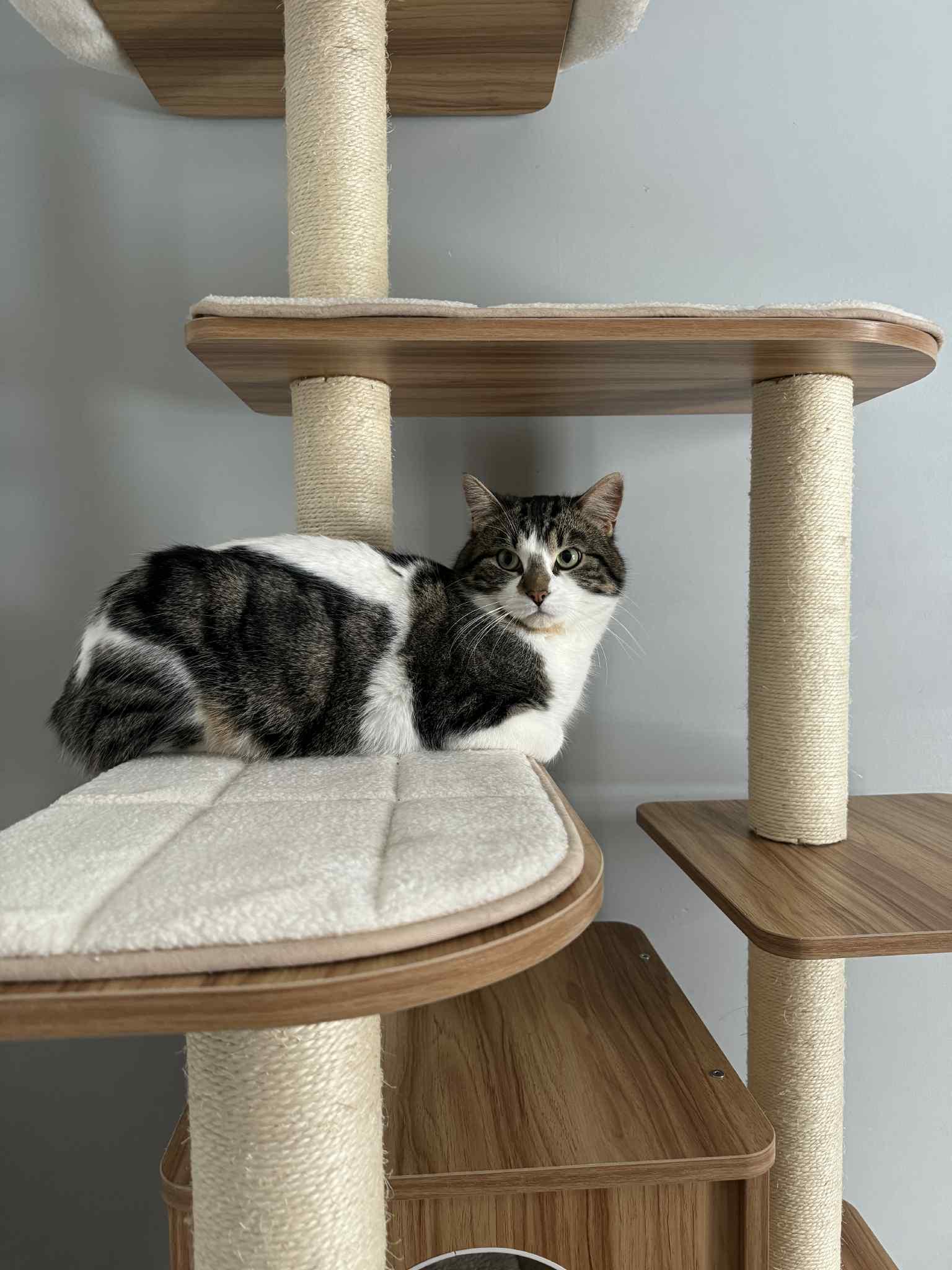 Enlarge Theodore, a ADOPTABLE Tabby in Orleans, ON image 2/5