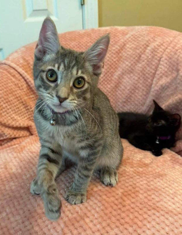 Enlarge Groot, a Adopted Tabby in Knoxville, TN image 1/3