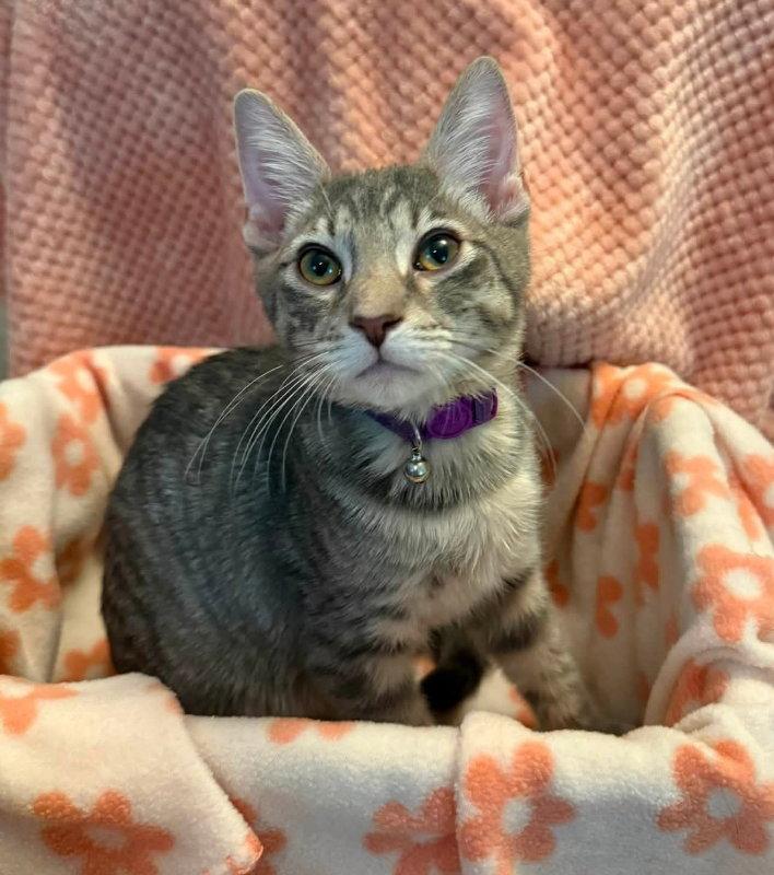 Enlarge Groot, a Adopted Tabby in Knoxville, TN image 2/3