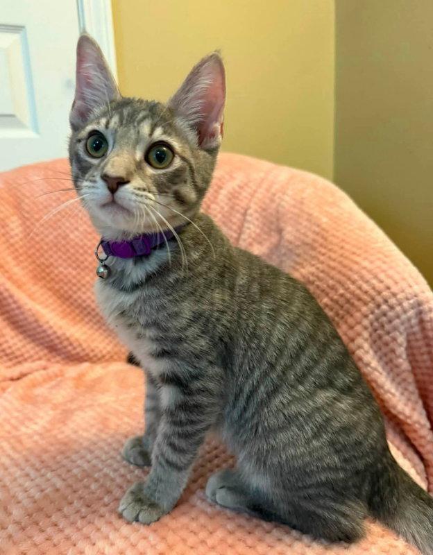 Enlarge Groot, a Adopted Tabby in Knoxville, TN image 3/3