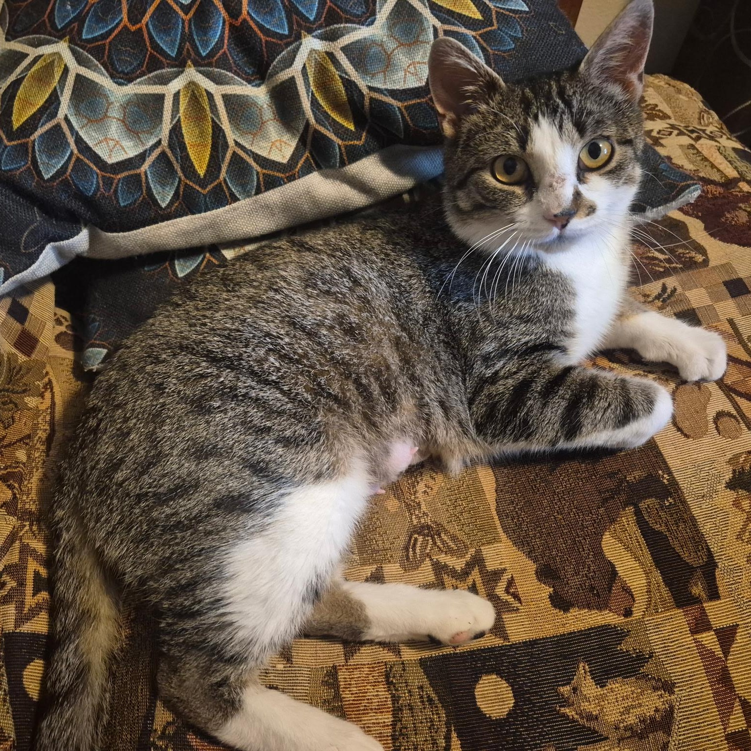 Kaye, ADOPTABLE, Young Female Domestic Short Hair.