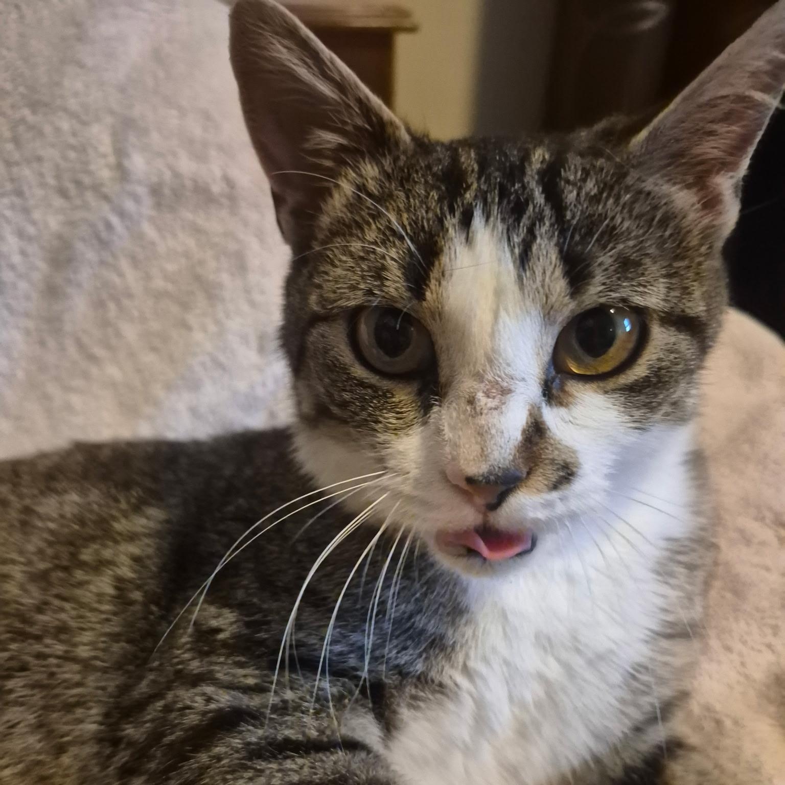 Kaye, a ADOPTABLE Domestic Short Hair in Menasha, WI image 2/4