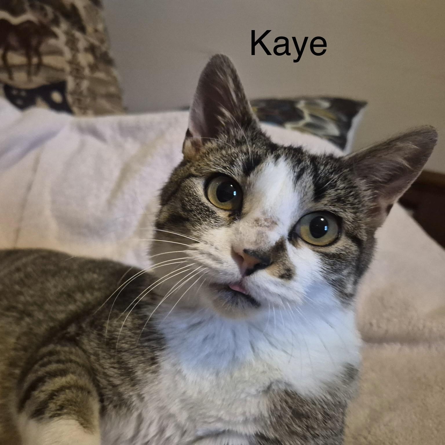 Kaye, a ADOPTABLE Domestic Short Hair in Menasha, WI image 1/4